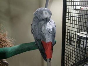 African Grey Congo Parrots