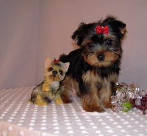 CUTE YORKIE PUPPIES FOR  ADOPTION