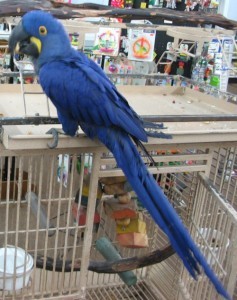 Hyacinth Macaw Parrots