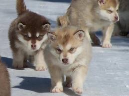 Alaskan Malamutes Puppies