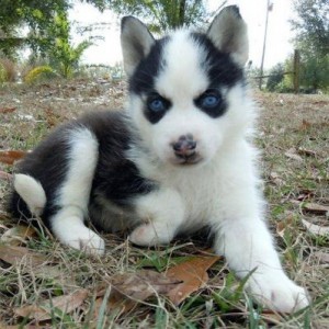 Super Cute Siberian Husky Puppies
