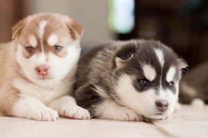 Cute Siberian Huskies