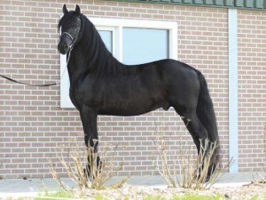 Young Energetic Fresian Gelding Horse For Sale