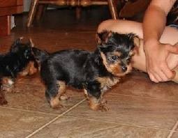 Elegant Teacup Yorkie Puppy