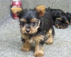 Adorable Yorkie Teacup Size Puppy