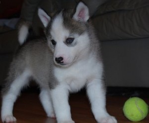 Registered Siberian Huskies