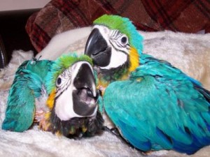 Macaws, Cockatoos, Parrots
