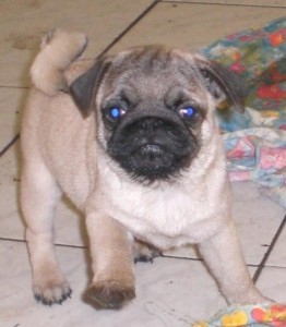 Fawn Pug Puppies