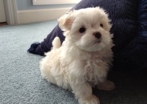 White Maltese Puppies