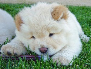 Quality Chow Chow Puppies for Sale