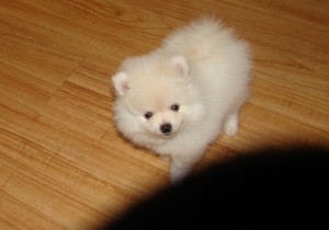 Cute Pomeranian Puppies