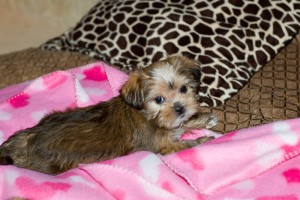 Twin Teacup Yorkie puppies