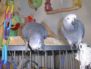 Two African Grey Parrots for re-homing