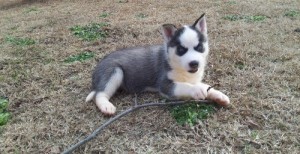 Male Husky Puppy