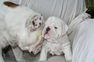 English Bulldogs