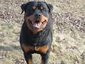 Rottweiler Puppies
