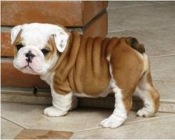 Bulldog Puppy