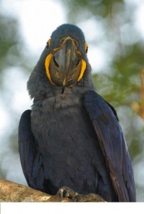 HYACINTH MACAW BIRDS FOR ADOPTION