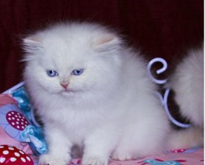 Persian Kittens for Sale