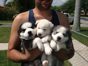 3 Siberian Husky Puppies