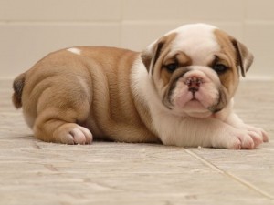 Two English Bulldog Puppies