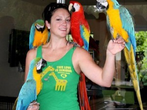 Beautiful Blue and Gold Macaw Parrots