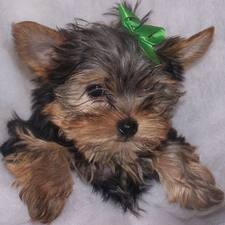 Charming female and male Yorkie puppies