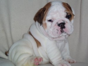 Two Lovely Bulldog Pups