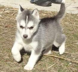 Pomeranian puppies for adoption