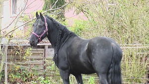 Gorgeous and lovely black Friesian - Urgent
