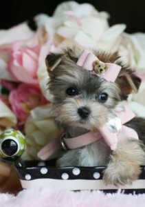 Adorable Yorkie Puppies for Adoption