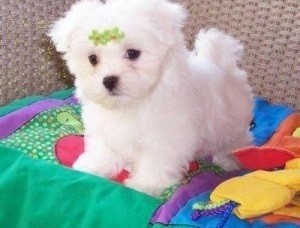 Maltese Puppy For Sale