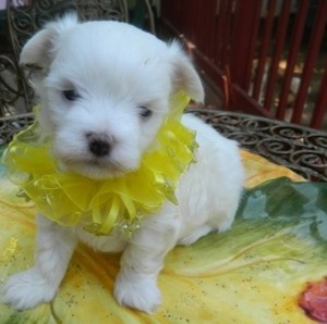 MALTESE PUPPY FOR SALE