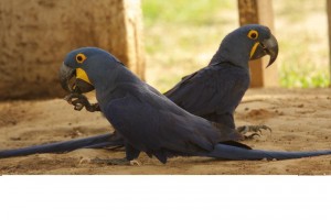 Hyacinth Macaw Parrots