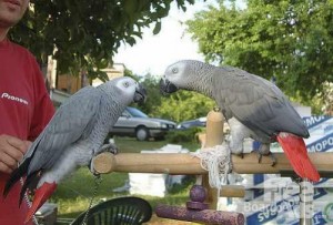 African Grey Parrots