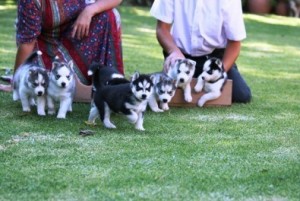 Litter of Blue Eyes Siberian Husky Puppies