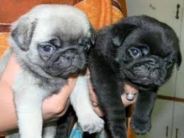 Awesome Pug Pups Available