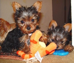 Yorkies for Adoption