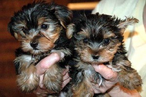 Two Cute Yorkie Puppies