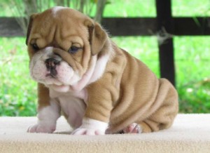 English Bulldog Puppies Available