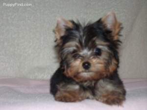 YORKIE PUPPIES