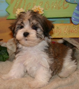 Lovely Havanese Puppy