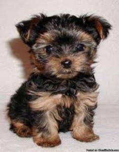 Healthy Yorhsire Terrier Available