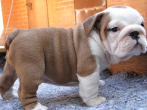 English Bulldog for Free Adoption