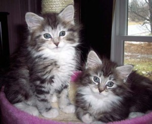 Maine Coon Kittens