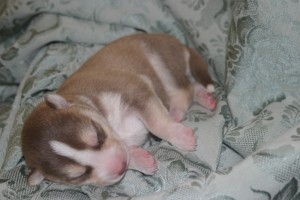 Siberian Husky Puppies for Sale