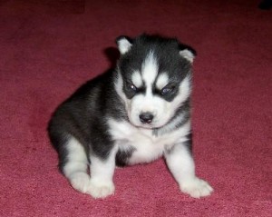 Siberian Husky Puppies