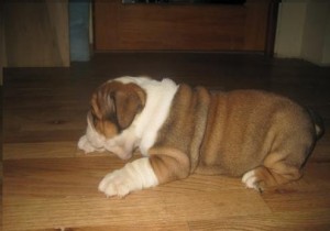 English Bulldog Puppies for Rehoming