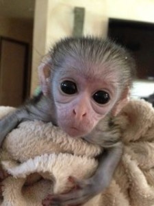 Capuchin Monkey For Adoption