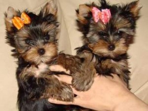 Tiny Male Yorkshire Terrier Puppy